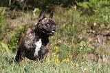 BOULEDOGUE FRANCAIS 420
